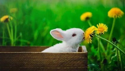 -女足亚洲杯大幕落幕 中国队斩获冠军喜上眉梢，女足亚洲杯比赛时间