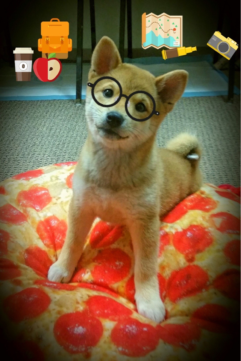 _魔术队士气大振,逆转强敌获胜_,魔术队百度百科