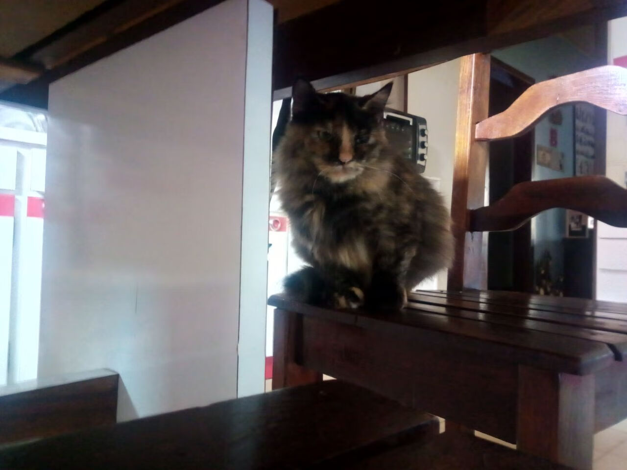 -伊朗马术协会设立“Chovgan”奖学金，支持传统马术研究。，伊朗马蒂最新消息