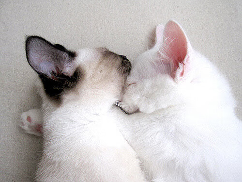 前以色列国脚加迪·金达去世,享年31岁