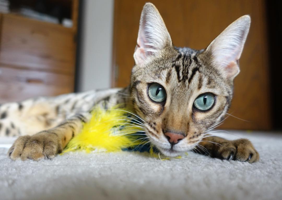 爱游戏官方网站-冬奥首次足球赛：塞内加尔以非洲速度征服寒地球场，塞内加尔 男足