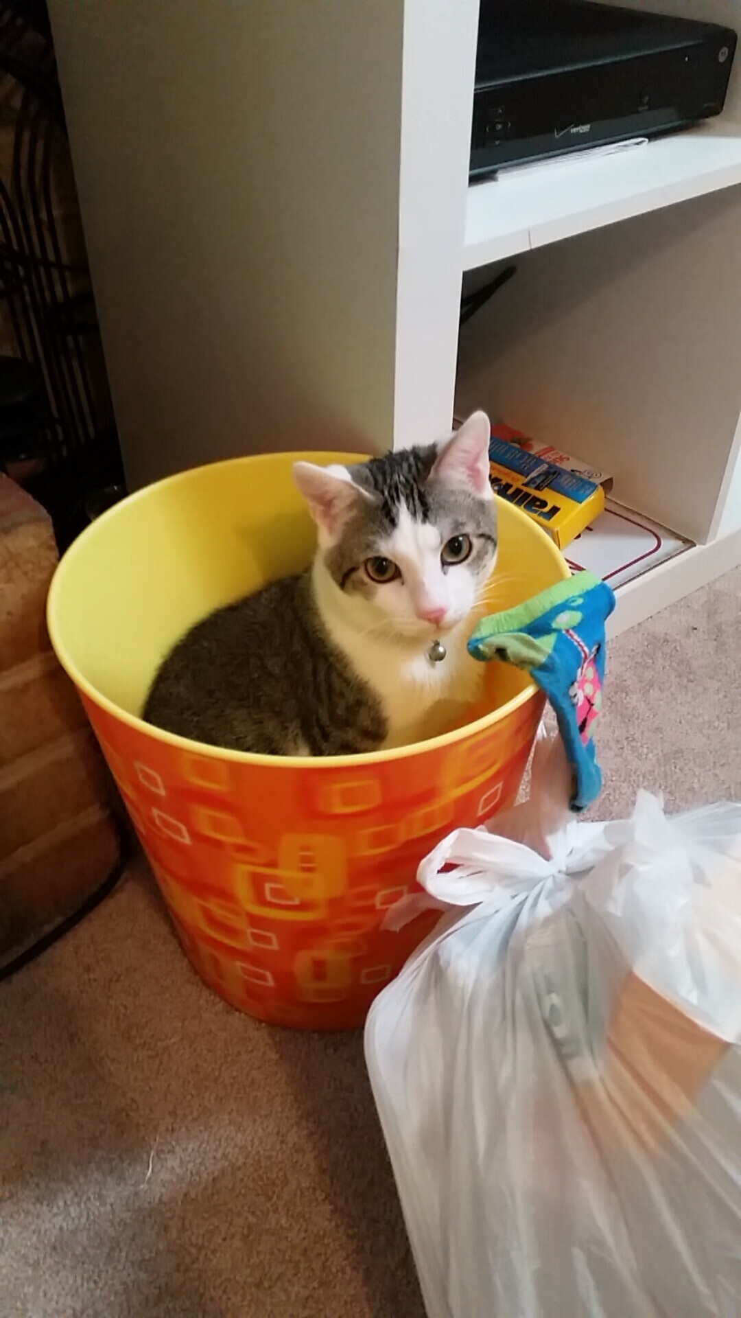 荷兰骑手 Emmelie Scholtens 在巴黎奥运会盛装舞步比赛中获得第八名,展现坚韧精神。