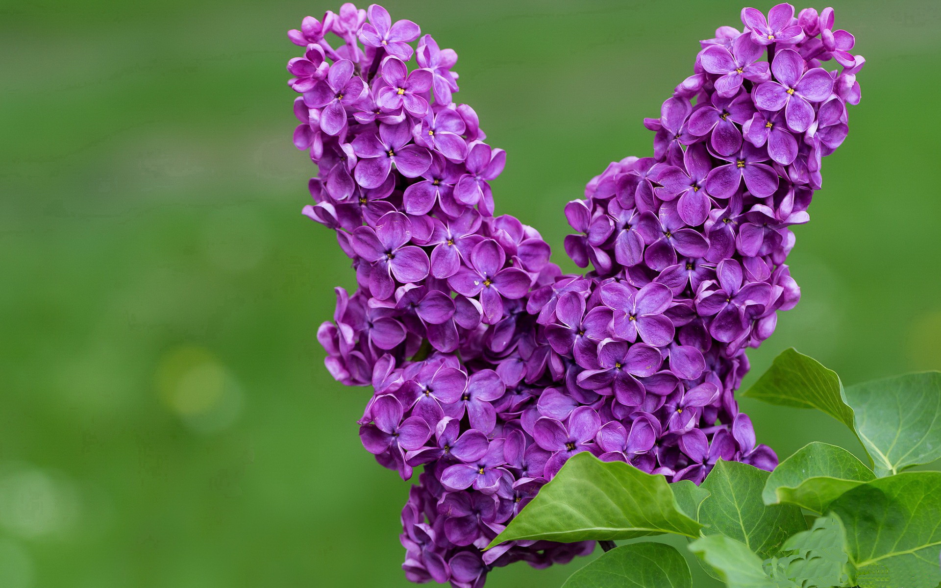 西班牙球员赛后落泪:我们拼尽全力,西班牙球员情况