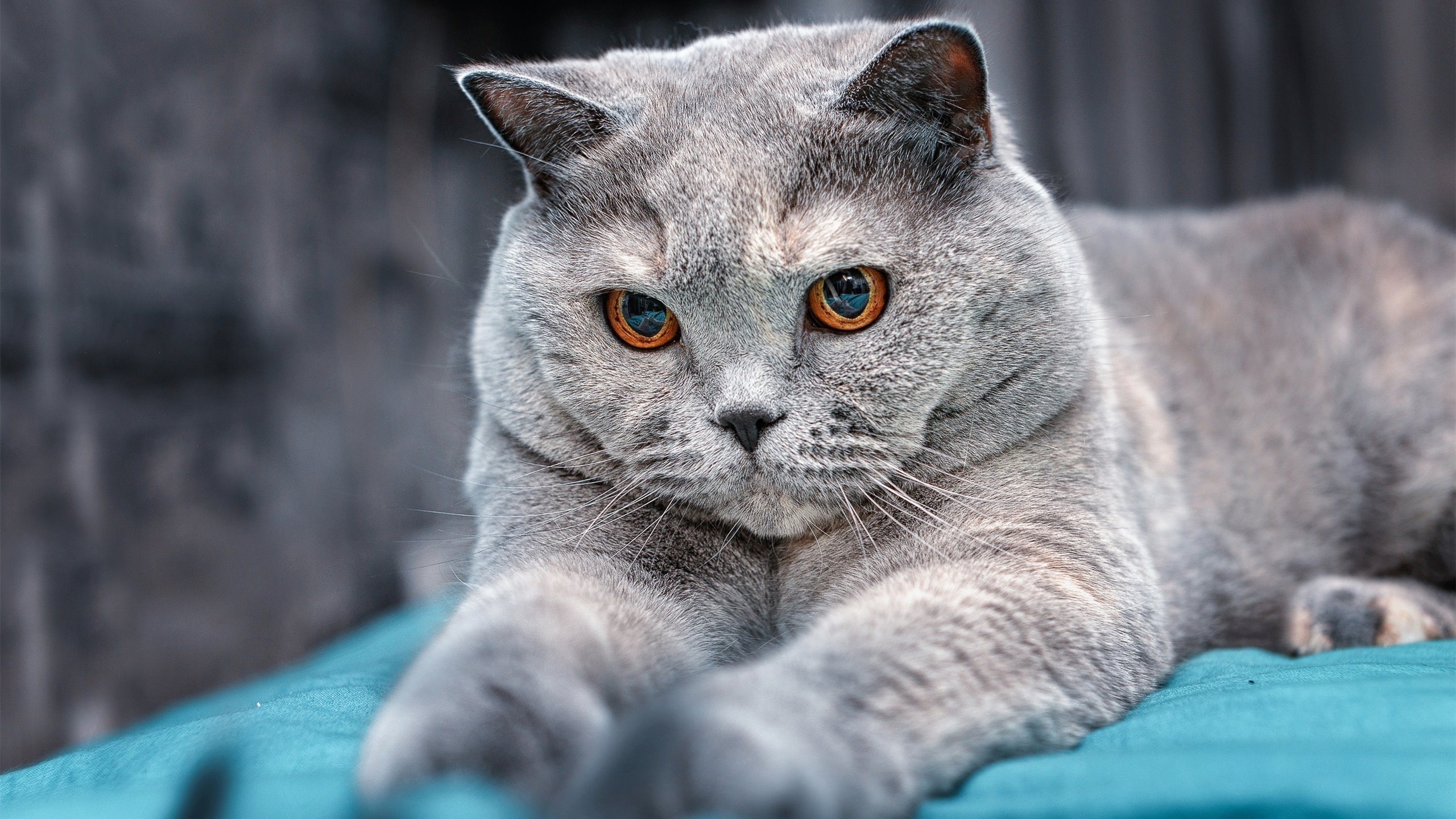 兰斯是否有希望跻身法甲前六，兰斯强不强