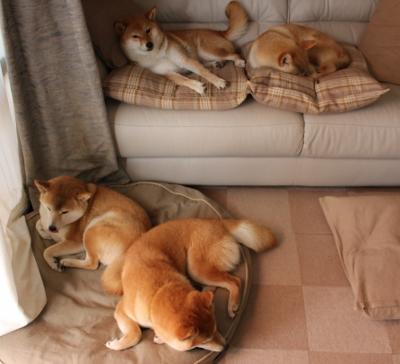 全球杯篮球比赛中球员的留念照片走红网络,篮球杯冠名