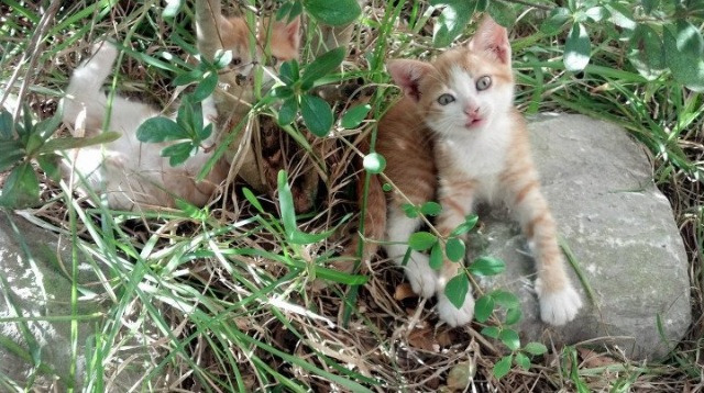 女足世界杯观众安全措施,女足世界杯比赛规则