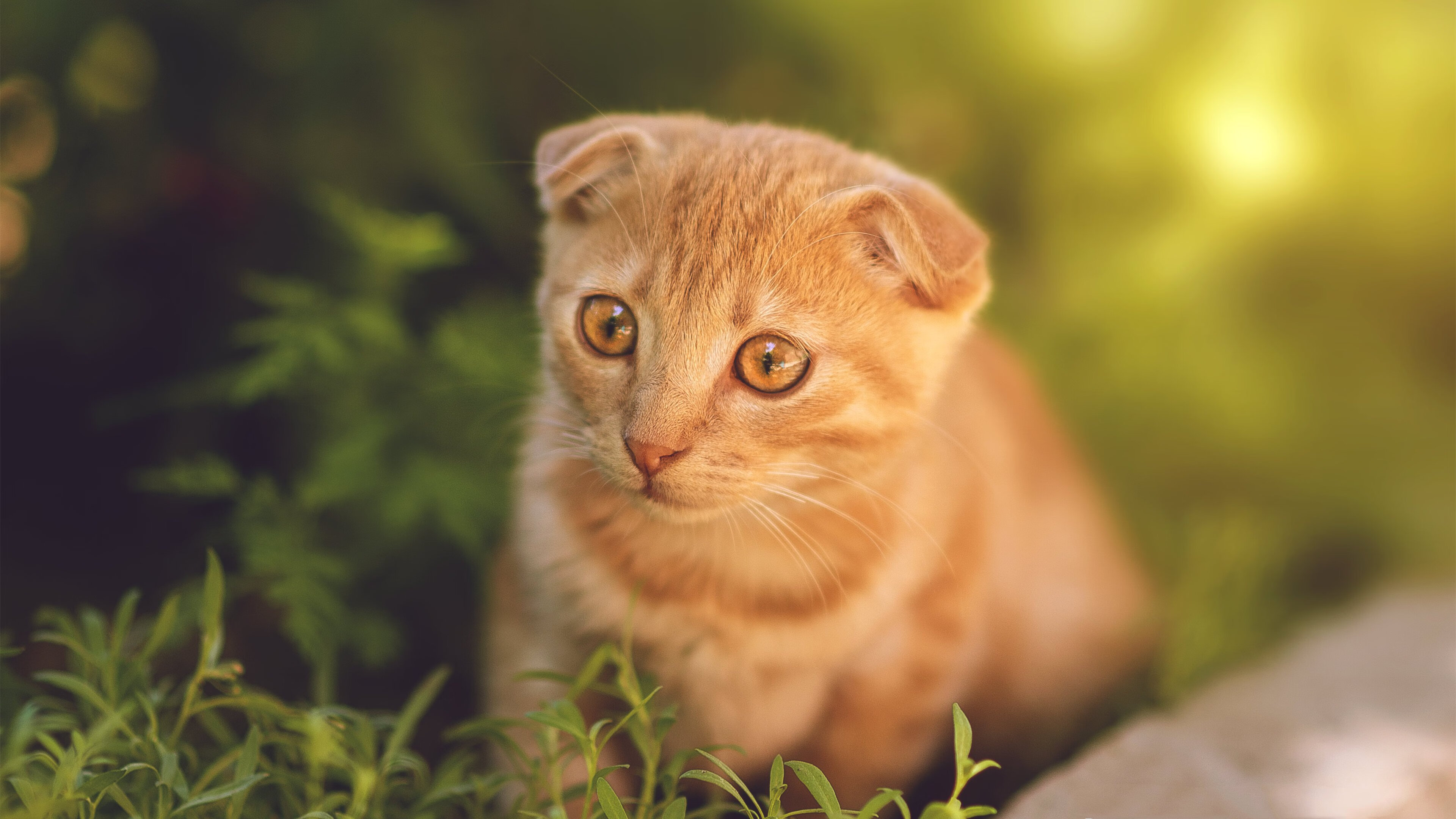 本菲卡、波尔图、葡萄牙体育赛季表现对比,葡萄牙体育vs本菲卡