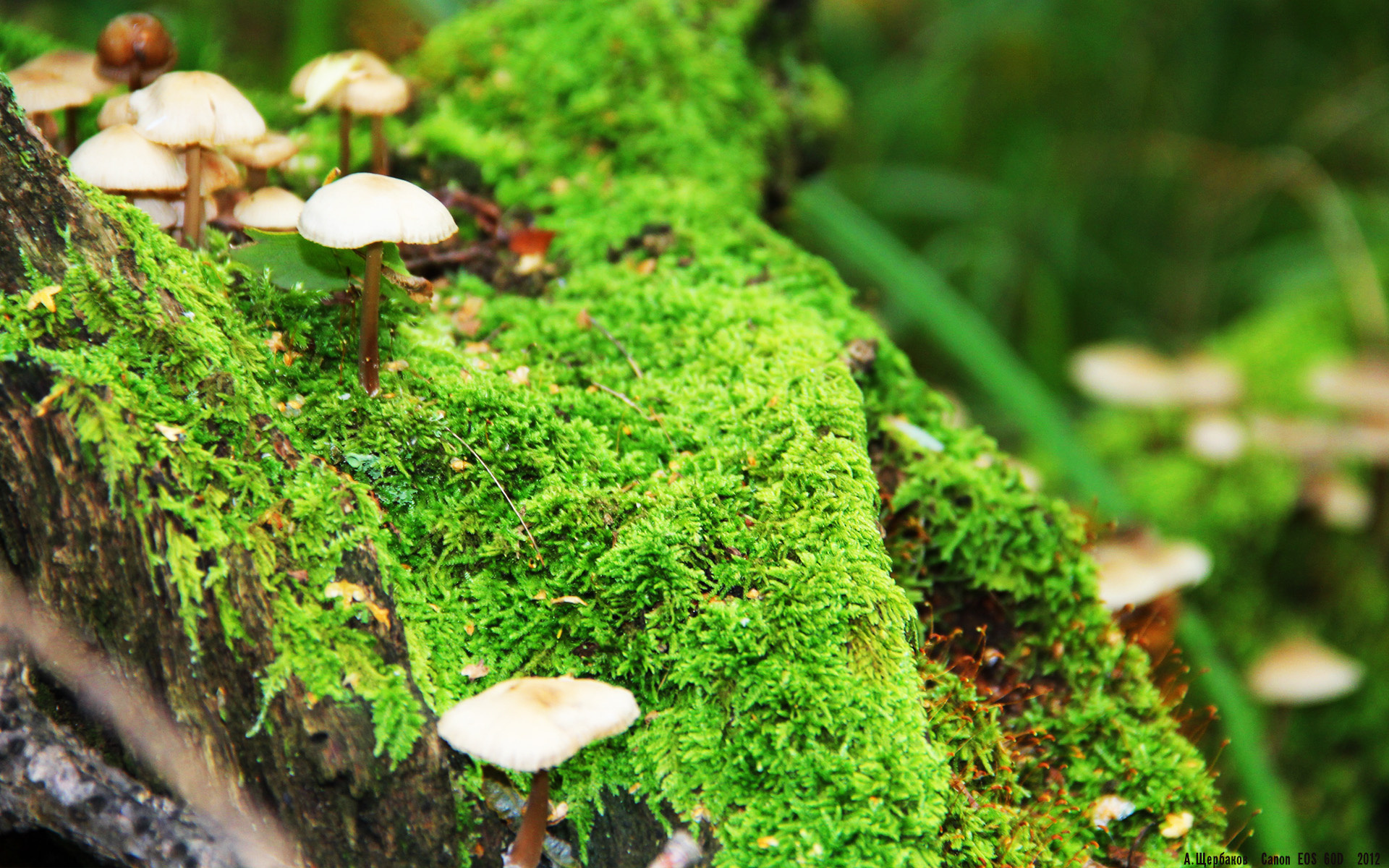 本菲卡、波尔图、葡萄牙体育赛季表现对比,葡萄牙体育vs本菲卡