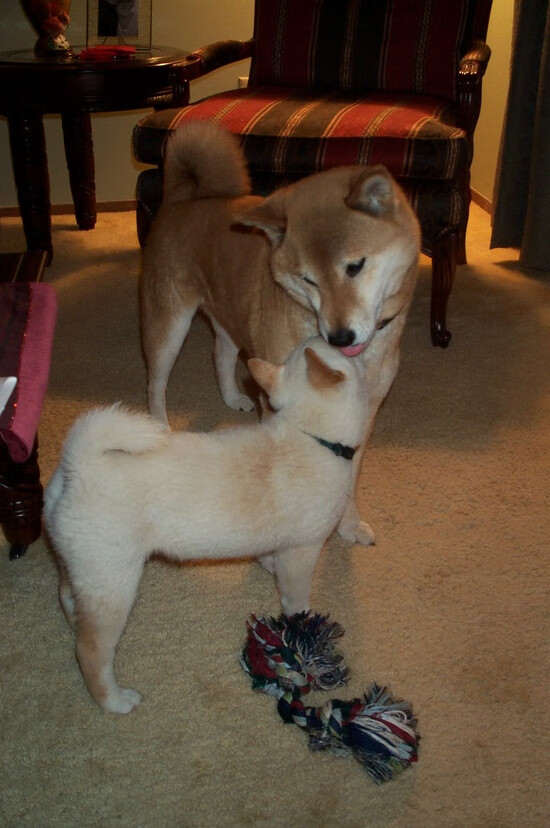 爱游戏 电竞-西班牙成功举办国际马术大奖赛，吸引全球顶级骑手参赛。，西班牙黑马