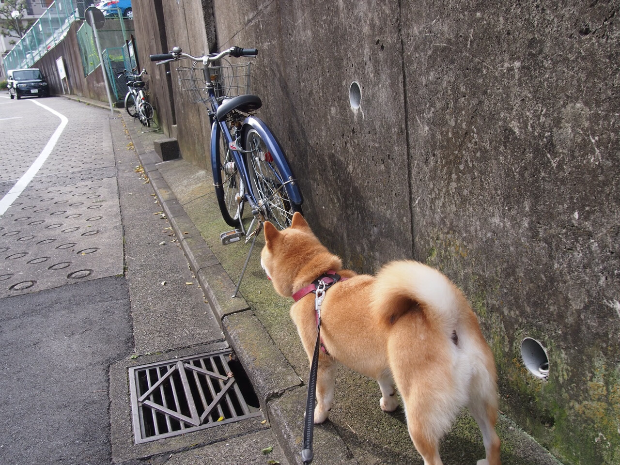 西甲裁判引入语义纠错模块减少多语种对话误判率，西甲主裁判名单