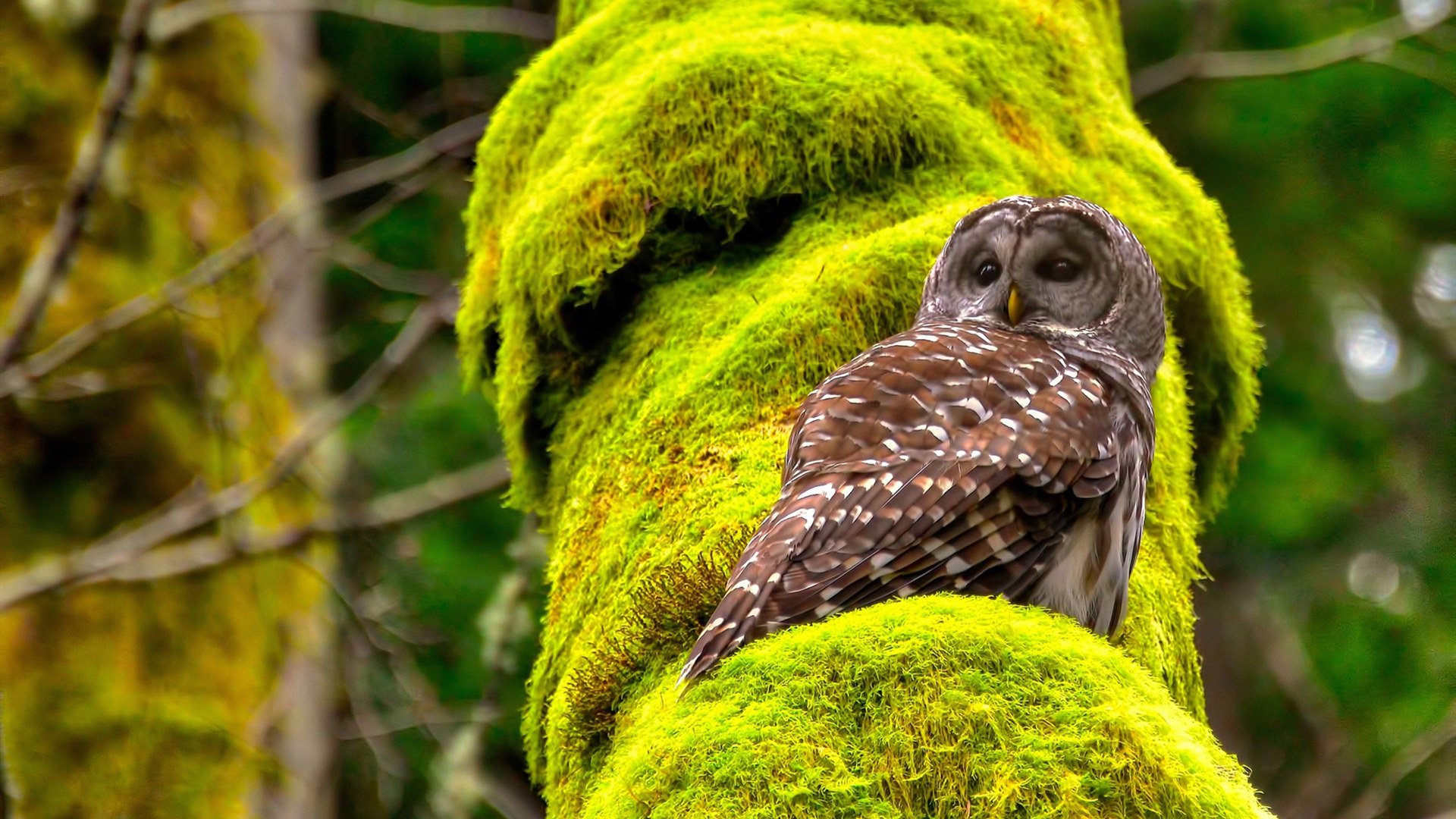 爱游戏官方网站-“游泳赛场聚焦！2025世界游泳锦标赛开战”