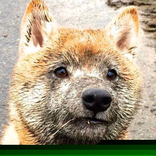 国家队教练组协作效率是否足够,国家队教练组协作效率是否足够了