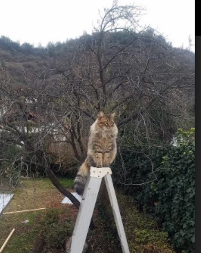 国王宣布赞助商合作延长至五年后,国王发布公告