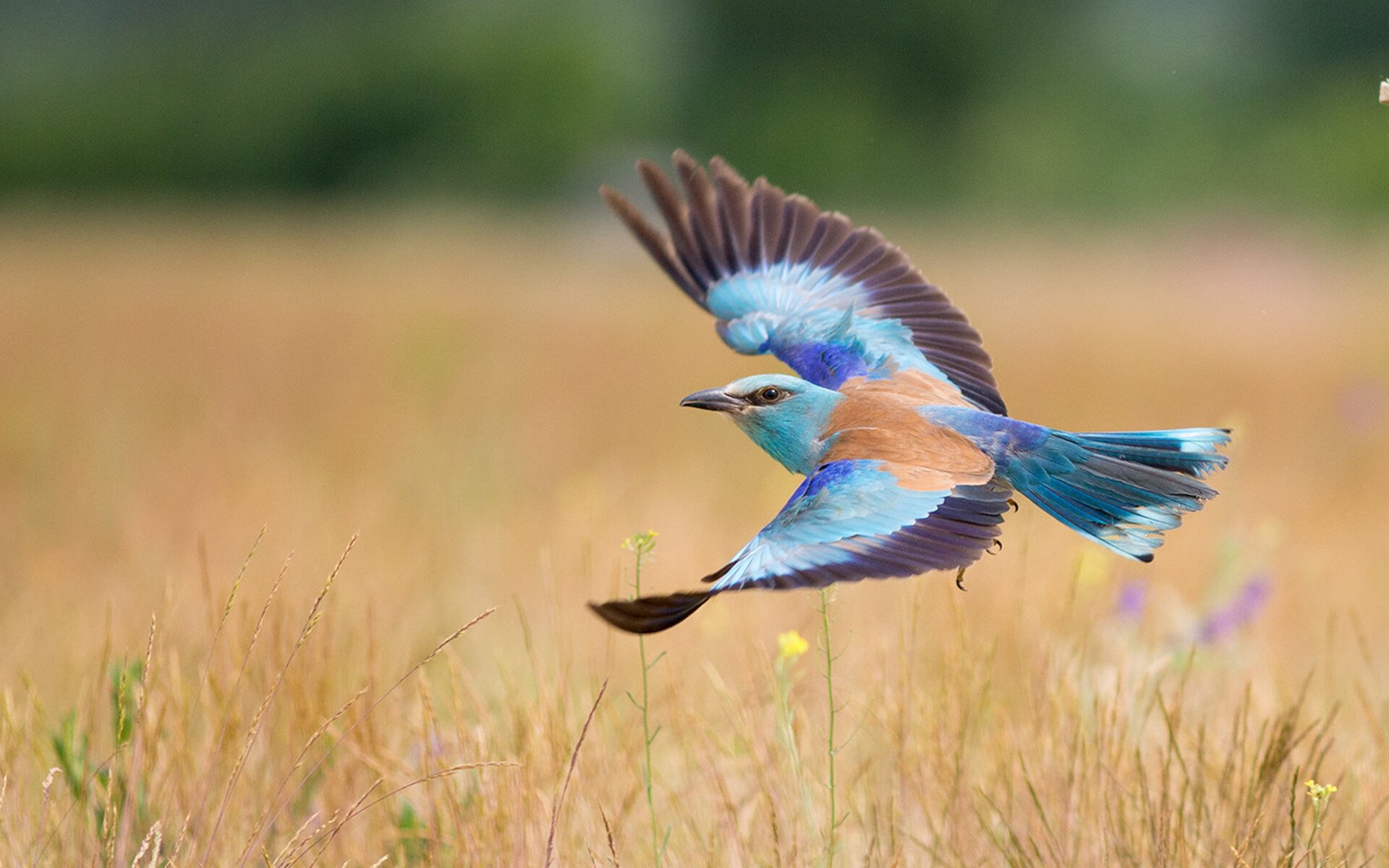拜仁官方祝贺球星完成百场里程碑,拜仁冠军