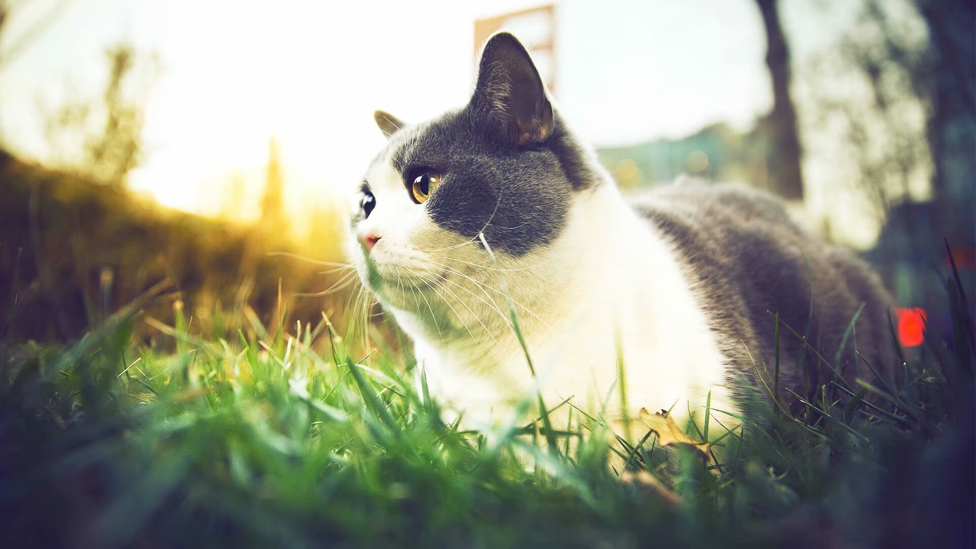 斯洛伐克男篮在欧洲大赛中奋勇出击,梦想更高远,斯洛伐克篮球球星