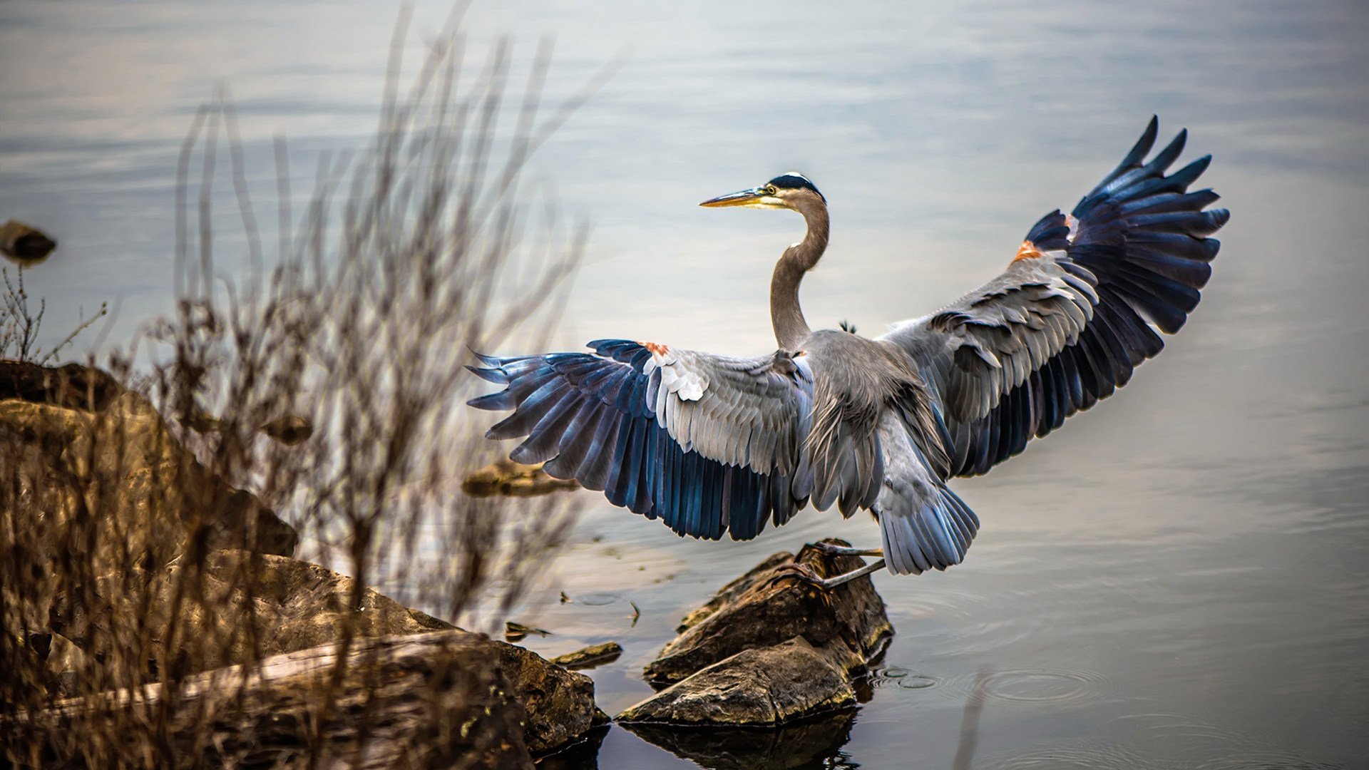 球员达成里程碑得分,俱乐部为其举办庆祝活动,球队lee