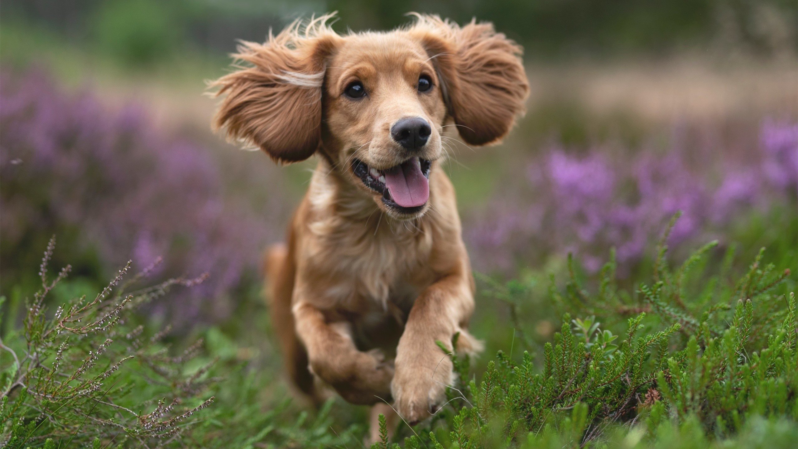 爱游戏娱乐网址-英超冲刺季：悬念不断，精彩不断！，英超集锦2021