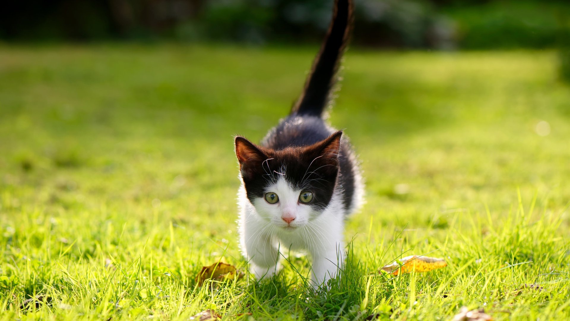 英超激烈争夺:胜利就在一瞬间,英超胜场记录