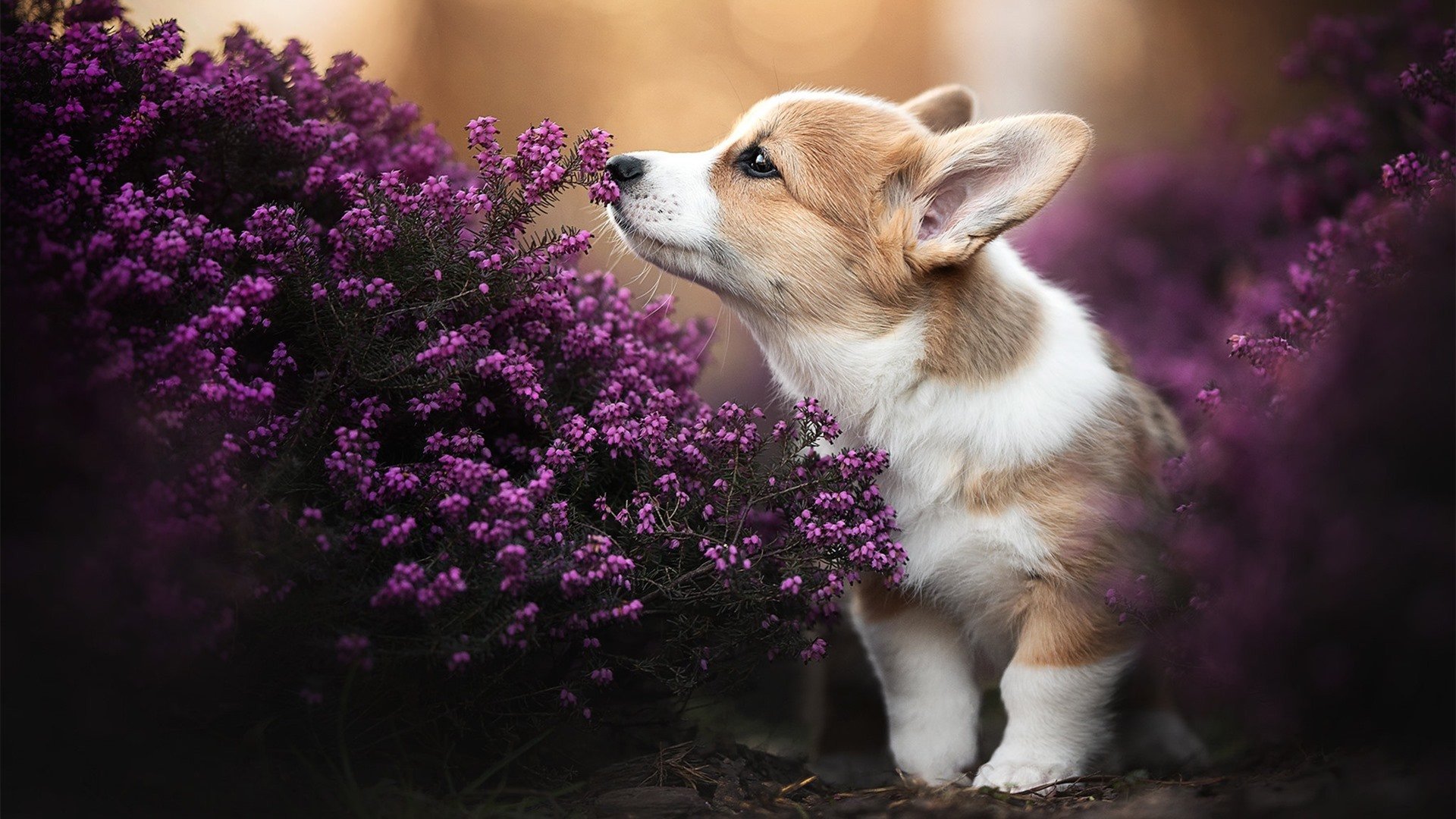 荷兰队在国际比赛中表现优异,晋级形势佳